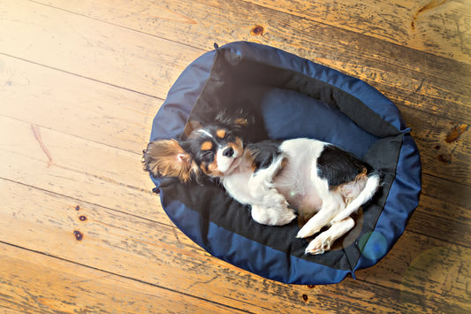 Guida alla scelta dei migliori letti e cuscini per cani